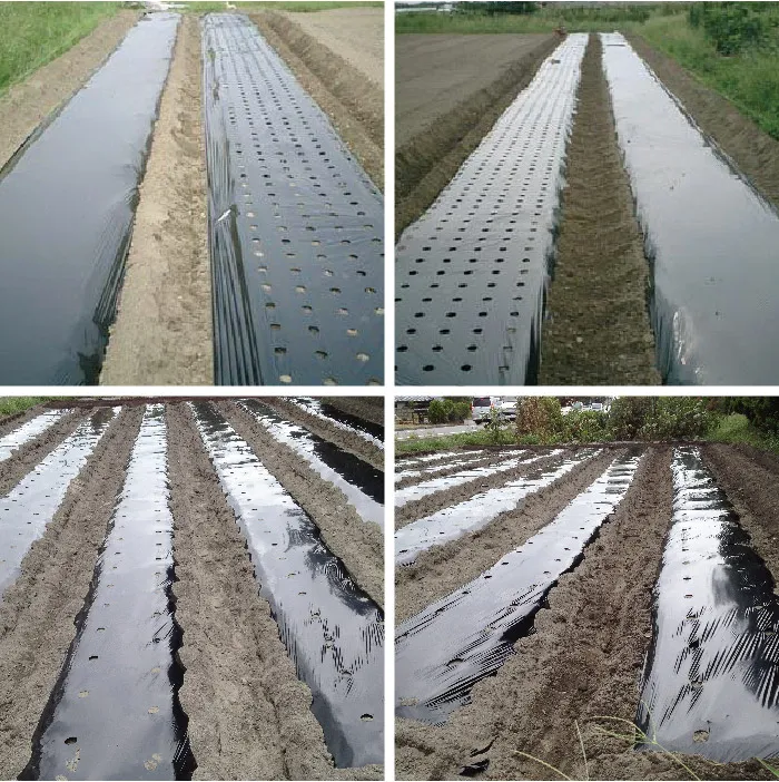 Plastic Mulch Film UV Resistant Plastic Film Hot Sale