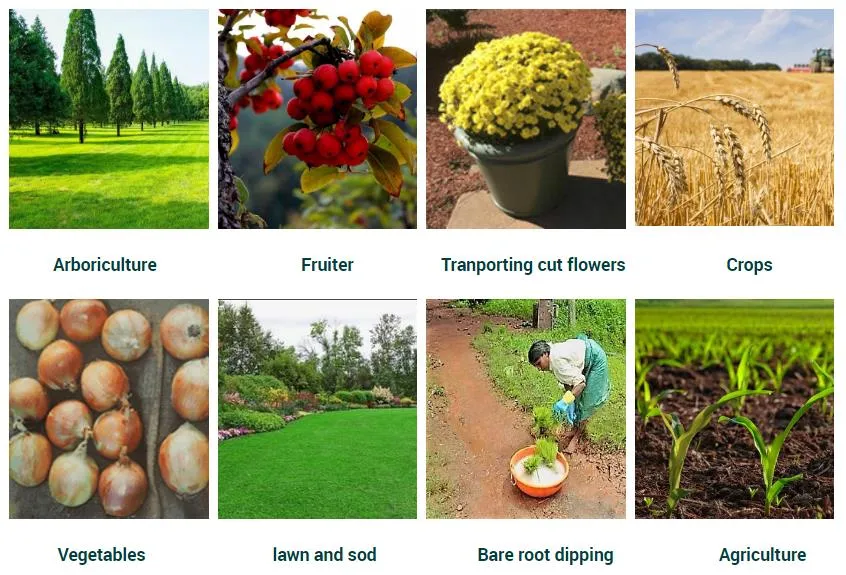 Potassium Polyacrylate Sap Water Lock Crystals Mixed with Soil Apply to Plant